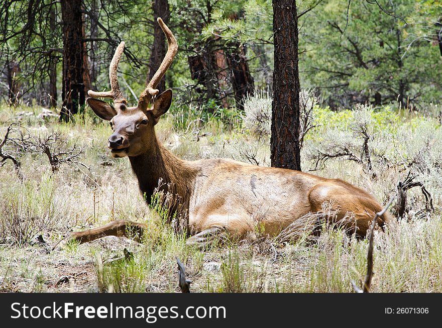 An elk relaxes among tall grass