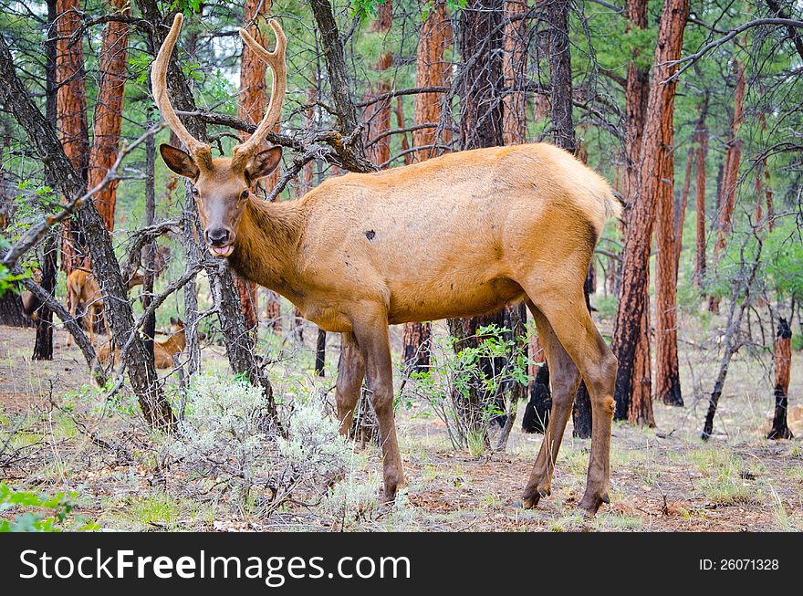 An elk eats some leaves from bushes in the forest. An elk eats some leaves from bushes in the forest.