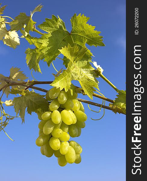 Closeup of a green bunch of grapes