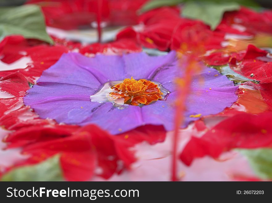 Water & Flowers close-up details