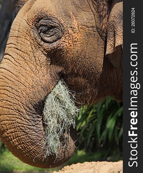 Close Up Detail Of Asian Elephant Eating