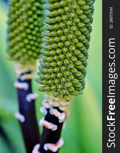 Aloe vera flower buds