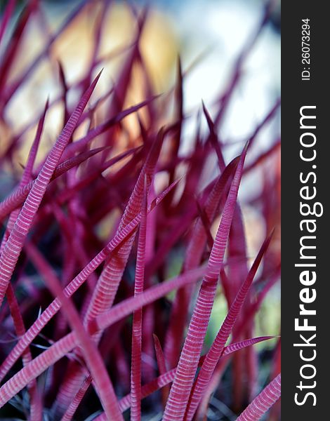 Close up of red cactus spines in sunlight