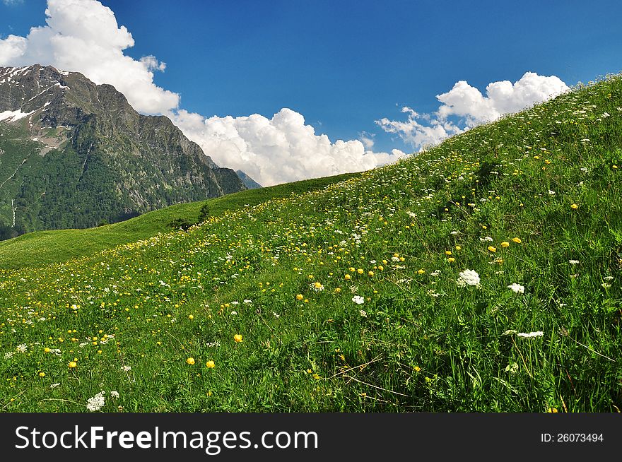 Typical alpine meadow and flowers in the italian Alps by Aosta. Typical alpine meadow and flowers in the italian Alps by Aosta