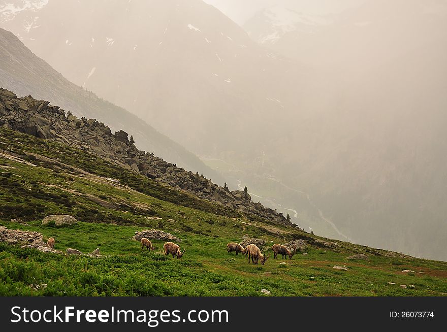Rain storm in the Italian Alps. Grazing ibex