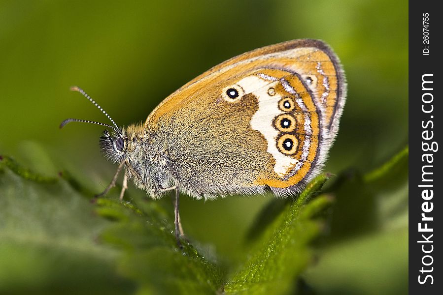 Coenonympha butterfly sitting on the leaf