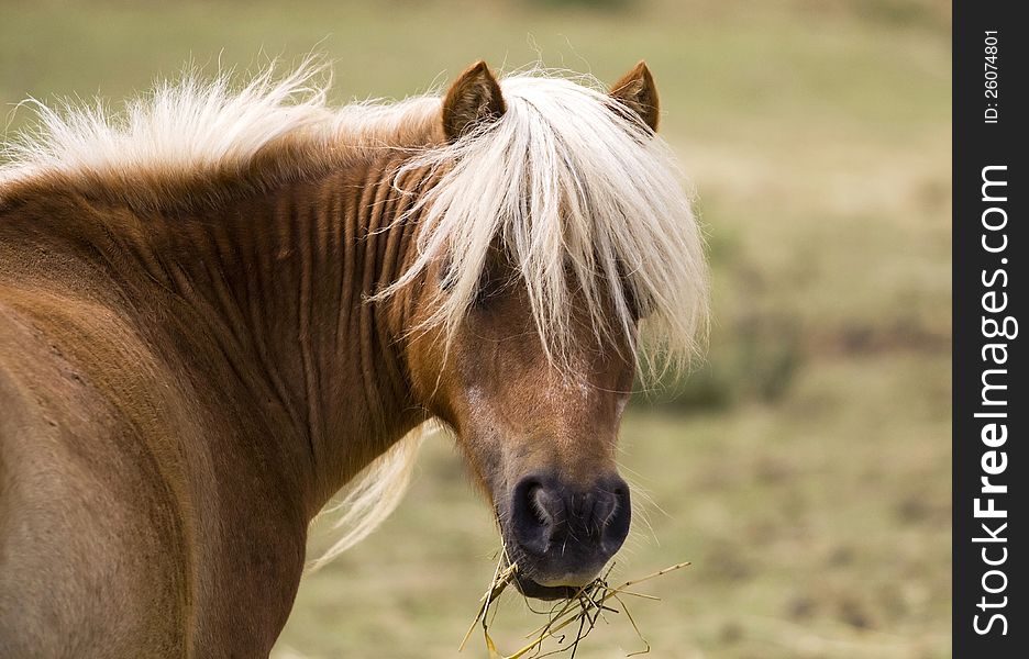 Beautiful yellow horse looking at the camera. Beautiful yellow horse looking at the camera