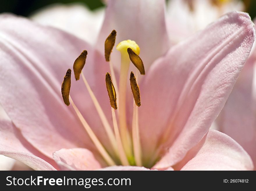 A pink lily flower detail