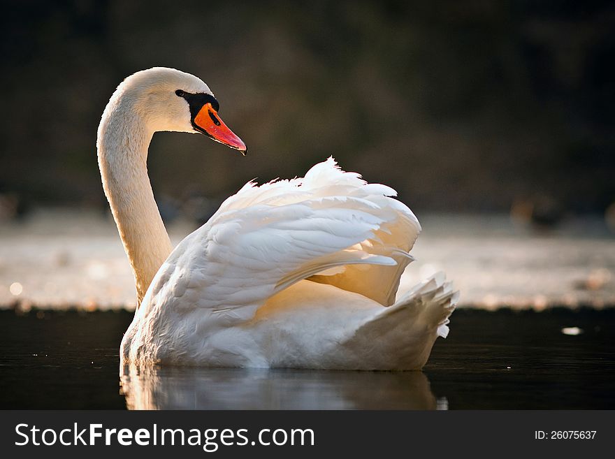 Mute swan in the evening lakes.