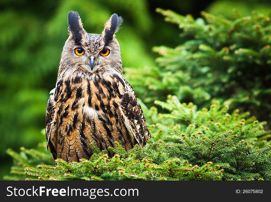 Eagle Owl on spruce in the forest.