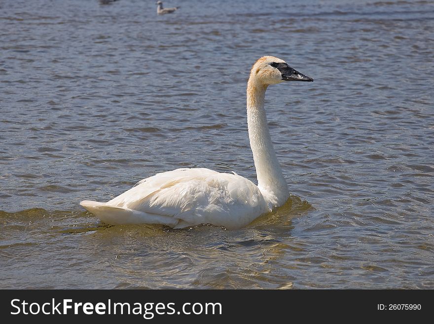 Swimming Trumpeter Swan in a Minnesota LAke