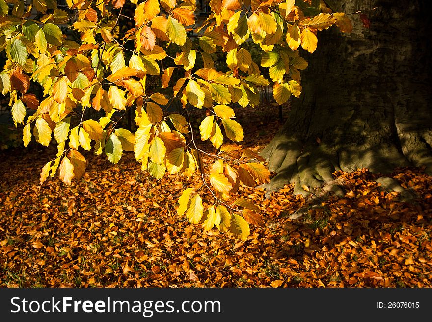 Autumn mood in park.