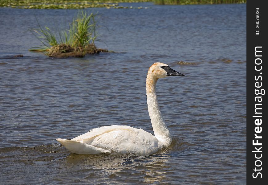 Swimming Trumpeter Swan in a Minnesota Lake