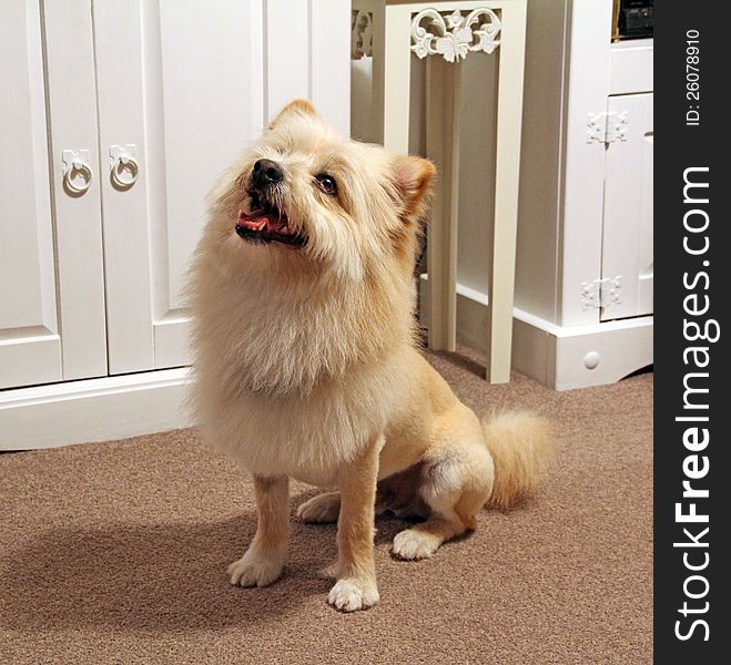 Photo of a beautiful pedigree pomeranian dog with a lion style groom to his fur. Photo of a beautiful pedigree pomeranian dog with a lion style groom to his fur.