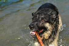 Dog Enjoys The Water Stock Photography