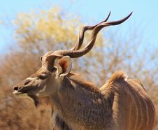 Kudu Bull - The Grey Ghost Royalty Free Stock Photo
