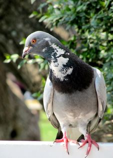 City Bird Pigeon Royalty Free Stock Photos City Bird Pigeon Royalty Free Stock Photos