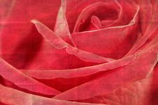 Closeup Rose Flower Royalty Free Stock Photos Closeup Rose Flower Royalty Free Stock Photos