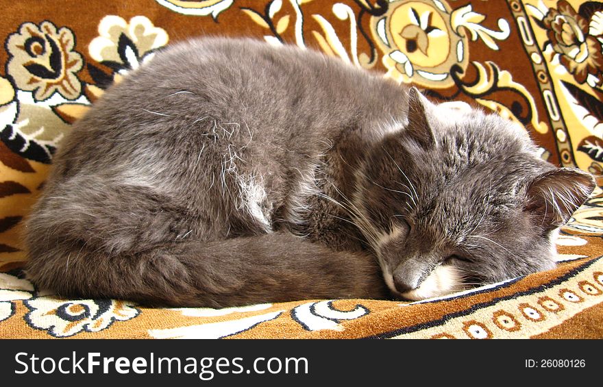 The grey and nice cat sleeps on a sofa. The grey and nice cat sleeps on a sofa