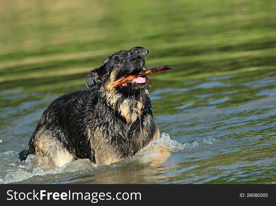 Dog Enjoys The Water