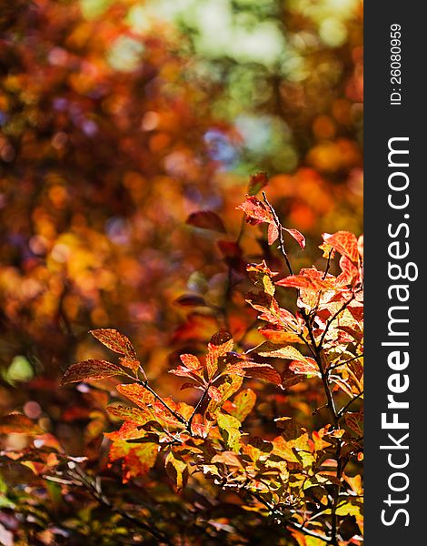 Warm colored leaf tree canopy. Warm colored leaf tree canopy