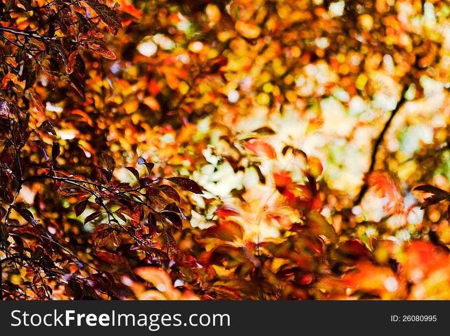 Warm colored leaf tree canopy. Warm colored leaf tree canopy