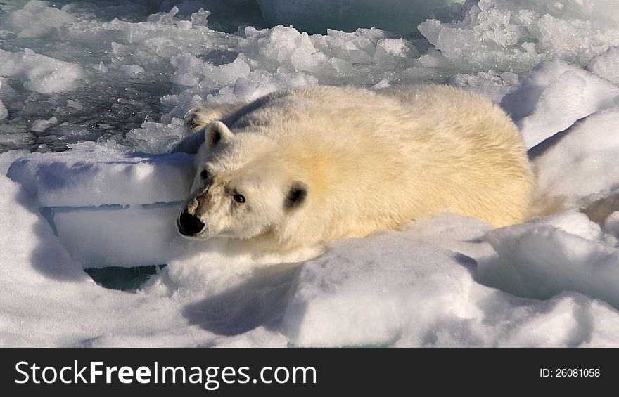 Polar Bear on the ice, Svalbard 2012