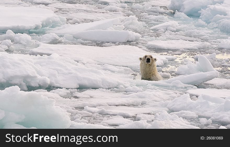 Polar Bear head in the water, Svalbard 2012