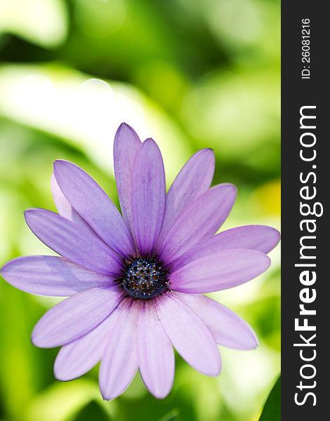 Lilac anemone close-up with blurred background