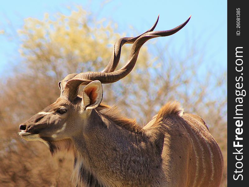 An adult Kudu bull looking at photographer. Photo taken in Namibia, Africa. An adult Kudu bull looking at photographer. Photo taken in Namibia, Africa.