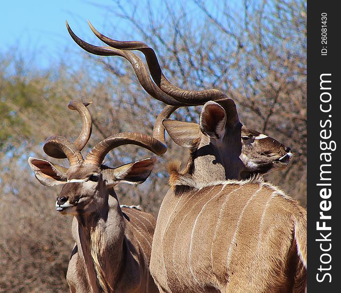 Adult Kudu bulls looking at photographer.  Photo taken in Namibia, Africa. Adult Kudu bulls looking at photographer.  Photo taken in Namibia, Africa.