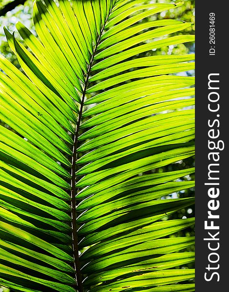 Vibrant green palm tree leaf
