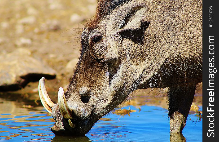 Adult Male Warthog coming in for a drink - Photo taken on a game ranch in Namibia, Africa. Adult Male Warthog coming in for a drink - Photo taken on a game ranch in Namibia, Africa.