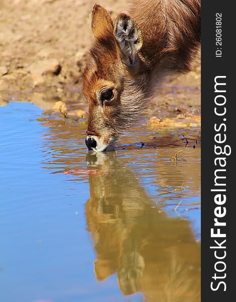 A Waterbuck calf drinking water on a game ranch in Namibia, Africa. With a pretty pure reflection in the water !. A Waterbuck calf drinking water on a game ranch in Namibia, Africa. With a pretty pure reflection in the water !