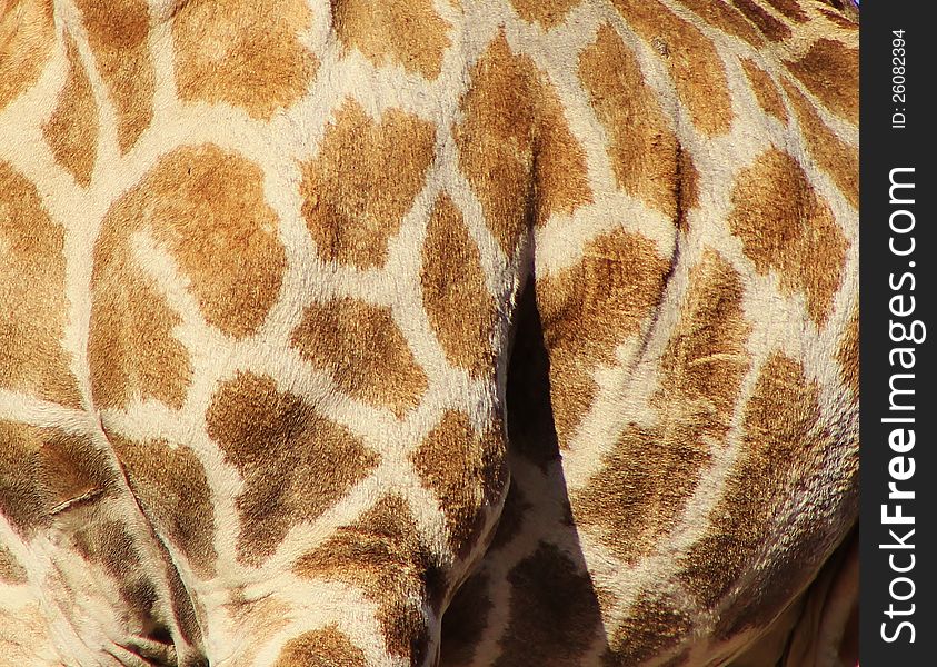 Adult Giraffe cow - photo taken on a game ranch in Namibia, Africa. Adult Giraffe cow - photo taken on a game ranch in Namibia, Africa.