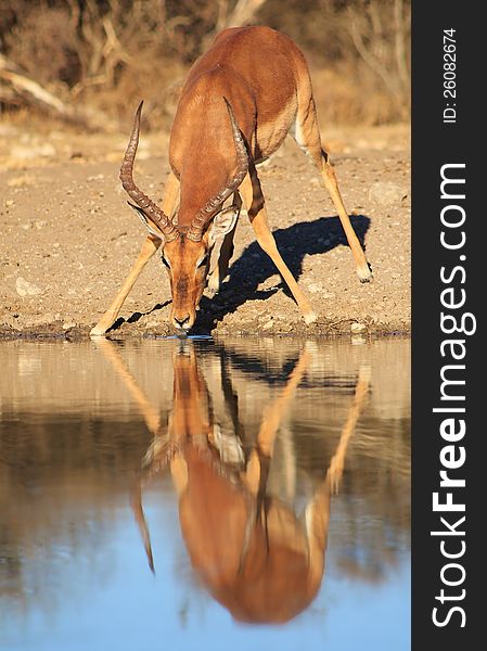 An adult Impala ram drinking water at sunset.  Photo taken in Namibia, Africa. An adult Impala ram drinking water at sunset.  Photo taken in Namibia, Africa.