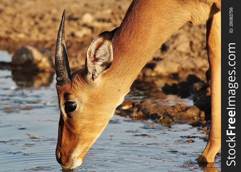 A Impala ram drinking water at sunset.  Photo taken in Namibia, Africa. A Impala ram drinking water at sunset.  Photo taken in Namibia, Africa.