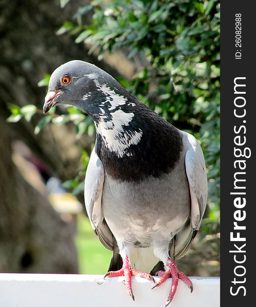 Beautiful bird a pigeon in city natural park. Beautiful bird a pigeon in city natural park