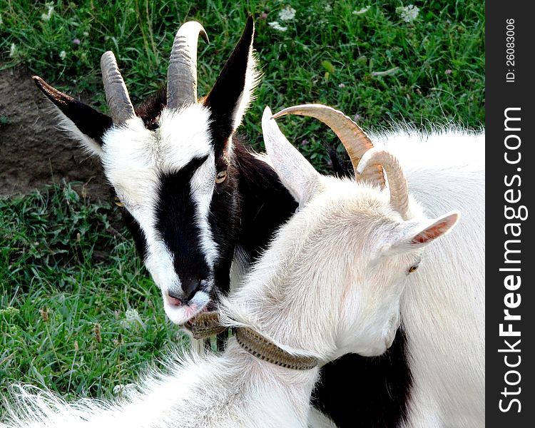 Two beautiful lovely horned goats on a summer meadow. Two beautiful lovely horned goats on a summer meadow