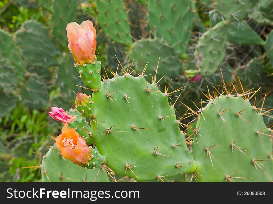 Blooming flower and Thorny leaf of the prickly pear cactus plant