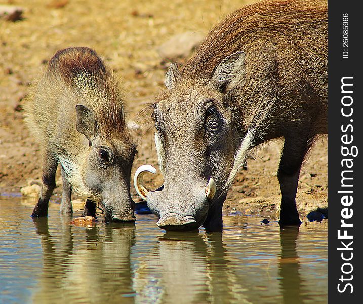Adult female and young Warthog drinking water on a game ranch in Namibia, Africa. Adult female and young Warthog drinking water on a game ranch in Namibia, Africa.