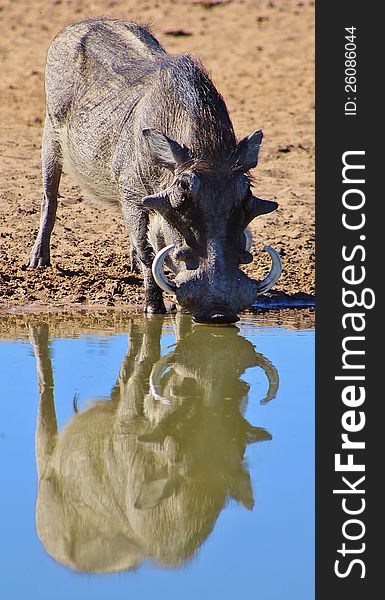 Adult boar Warthog drinking water on a game ranch in Namibia, Africa. Adult boar Warthog drinking water on a game ranch in Namibia, Africa.