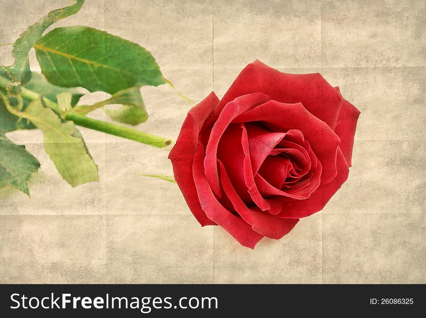 Beautiful red rose flower on a white background retro style
