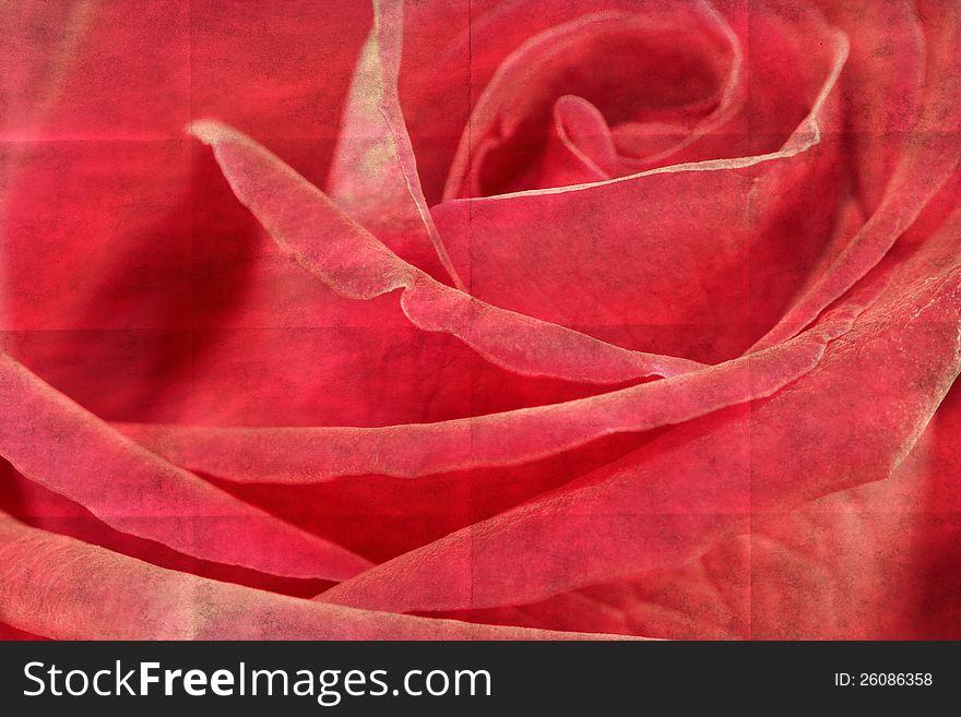 Closeup rose flower