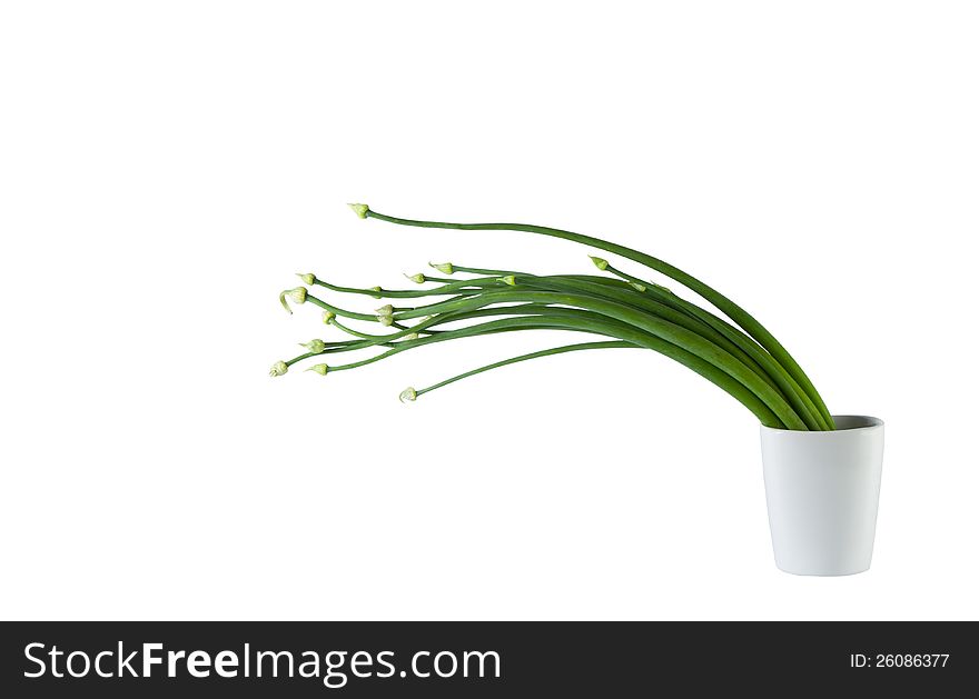 Fresh garlic chives in the glass