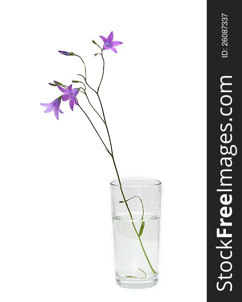 Bell flowers in glass on a white background