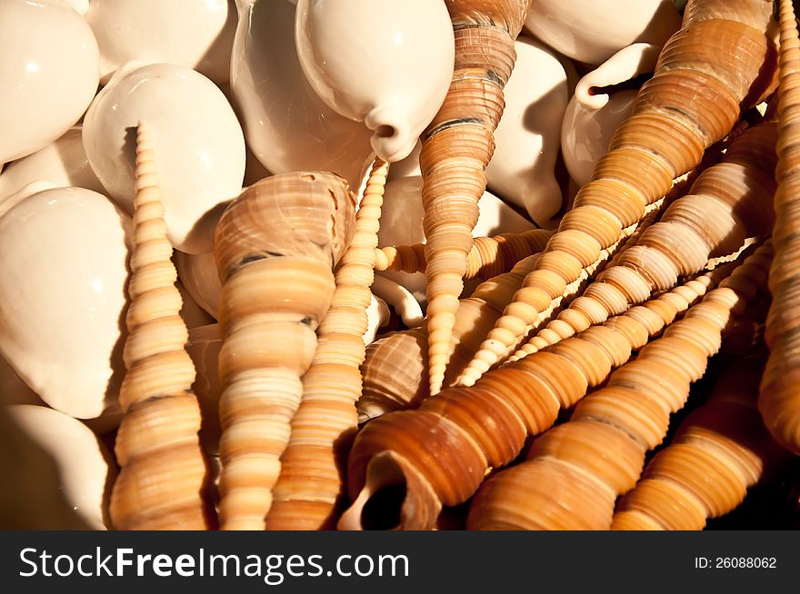 Close up of different shellfish. Close up of different shellfish