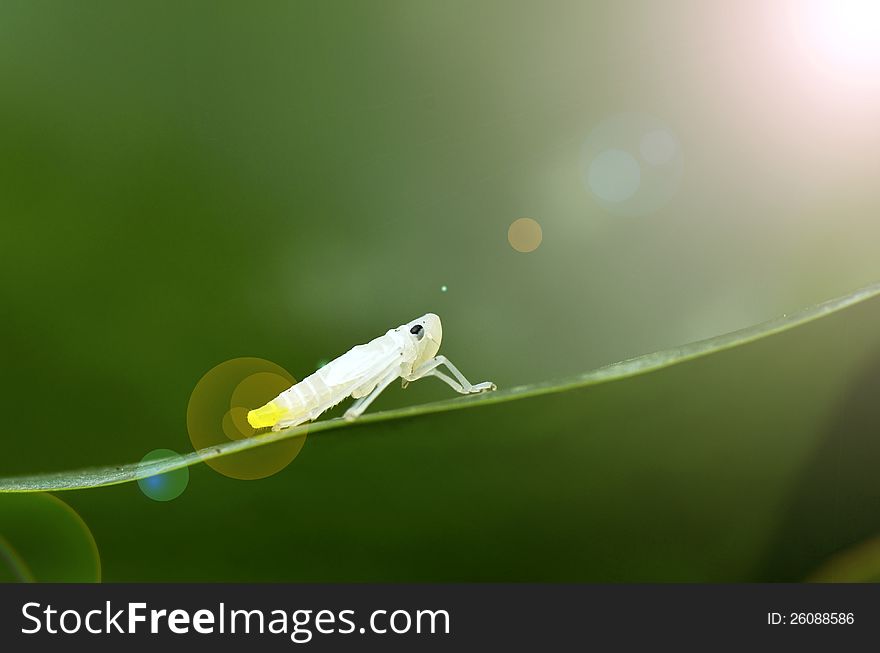 Sunlight rays through Leafhopper (Cicadellidae) Nymph. Sunlight rays through Leafhopper (Cicadellidae) Nymph