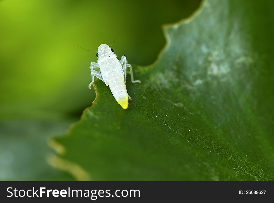 Leafhopper &x28;Cicadellidae&x29; Nymph