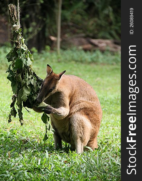 A view of Kangaroo eating leaves in a zoo. A view of Kangaroo eating leaves in a zoo